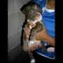 Vendo ultima cachorrita pitbull , vacunada y desparasitada con su respectiva CARTILLA de vacunación